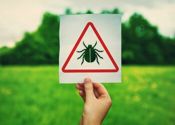 Odkleszczowe zapalenie mózgu: pierwsze objawy, diagnostyka i leczenie