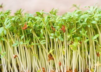 Rzeżucha - superfood nie tylko na święta